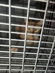 Found/Stray Unknown Cat last seen Broadway, Cheektowaga, NY 14227