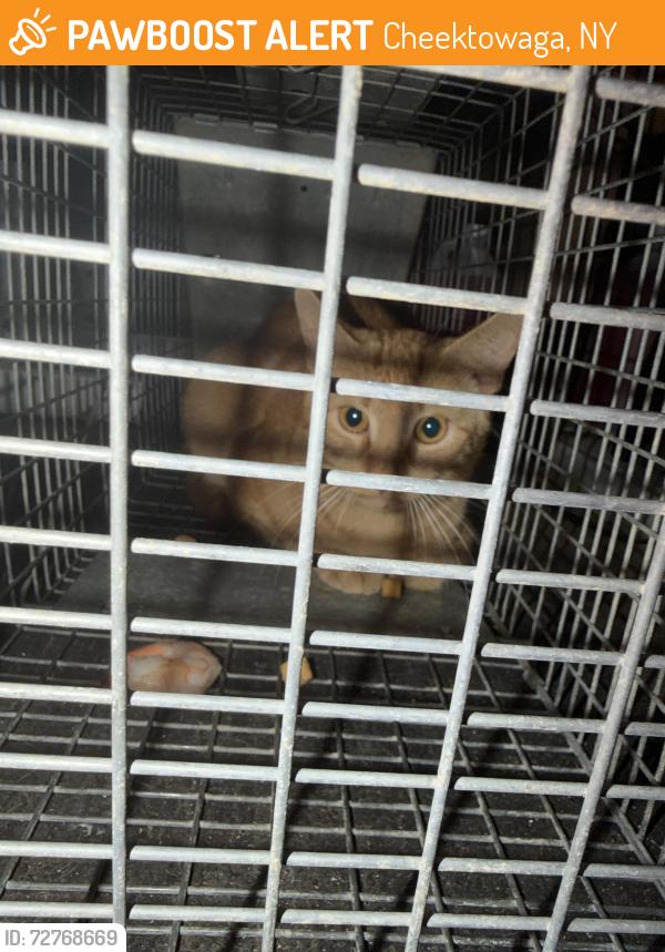 Found/Stray Unknown Cat last seen Broadway, Cheektowaga, NY 14227