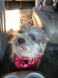 Lost Male Dog last seen Olive and 303, Waddell, AZ 85355