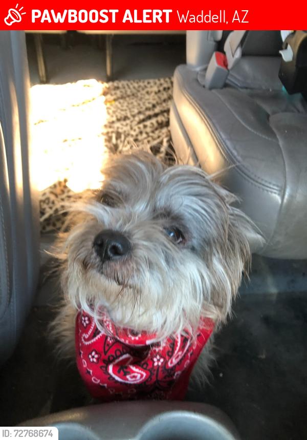 Lost Male Dog last seen Olive and 303, Waddell, AZ 85355