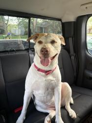 Found/Stray Female Dog last seen REPULIC road and scenic ave, Springfield, MO 65807