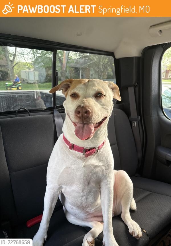 Found/Stray Female Dog last seen REPULIC road and scenic ave, Springfield, MO 65807