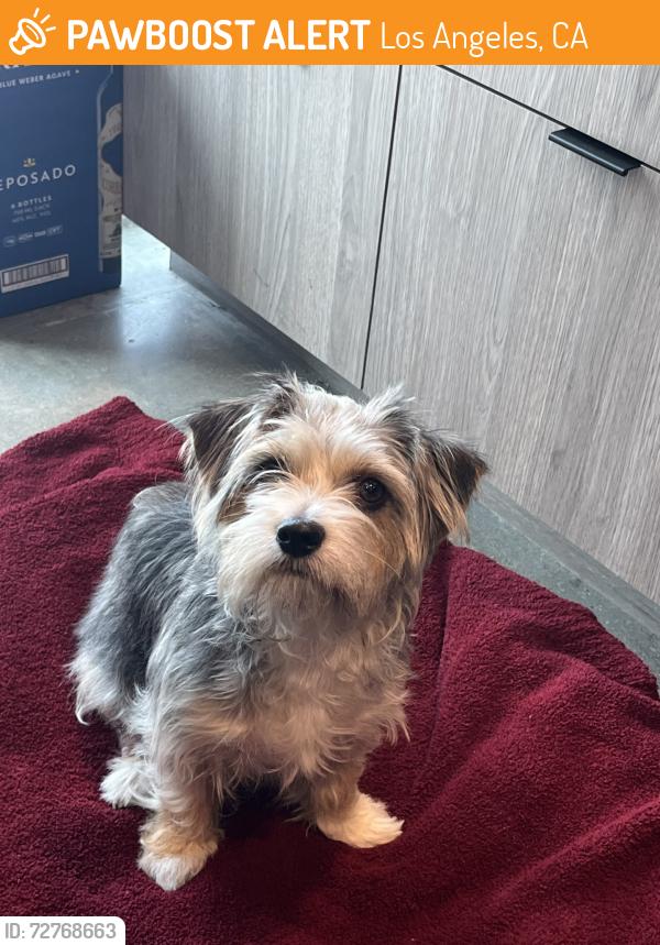 Found/Stray Female Dog last seen Near South Main Street, Los Angeles, CA 90061, Los Angeles, CA 90061