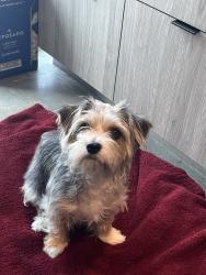 Found/Stray Female Dog last seen Near South Main Street, Los Angeles, CA 90061, Los Angeles, CA 90061