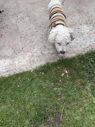 Found/Stray Male Dog last seen Myrtle ave and duarte rd. , Monrovia, CA 91016