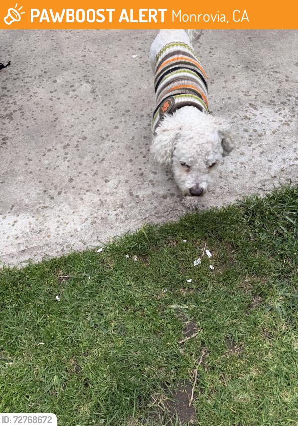 Found/Stray Male Dog last seen Myrtle ave and duarte rd. , Monrovia, CA 91016