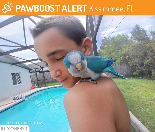 Found/Stray Unknown Bird last seen Sanddollar court Kissimmee FL, Kissimmee, FL 34744