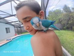 Found/Stray Unknown Bird last seen Sanddollar court Kissimmee FL, Kissimmee, FL 34744