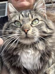 Lost Female Cat last seen Indian hills rd 69th st , Shawnee County, KS 66423