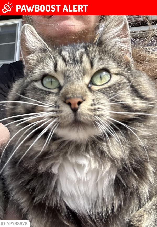 Lost Female Cat last seen Indian hills rd 69th st , Shawnee County, KS 66423