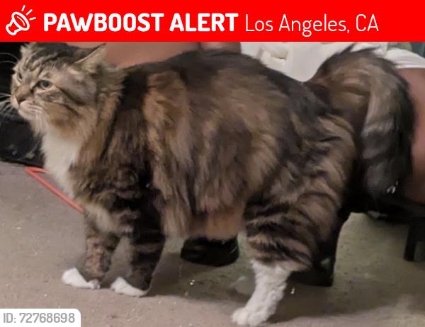 Lost Male Cat last seen Venice Blvd, Los Angeles, CA 90034