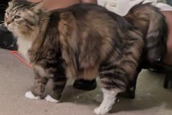 Lost Male Cat last seen Venice Blvd, Los Angeles, CA 90034