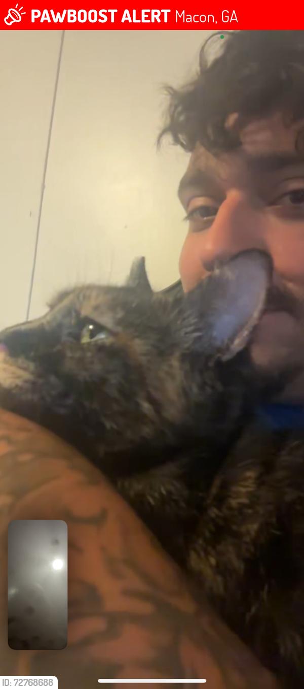Lost Female Cat last seen Griswoldville rd, Macon, GA 31217