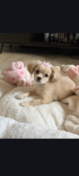Lost Female Dog last seen Right By ysleta high school , El Paso, TX 79907