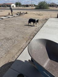 Found/Stray Unknown Dog last seen Arlington and Airport, Maricopa County, AZ 85326