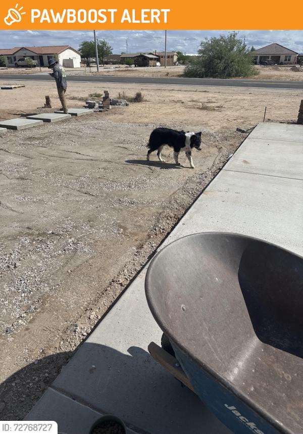 Found/Stray Unknown Dog last seen Arlington and Airport, Maricopa County, AZ 85326