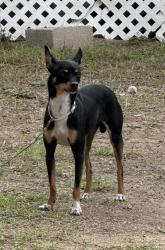 Found/Stray Male Dog last seen Keralum and Mayberry Ave , Mission, TX 78572