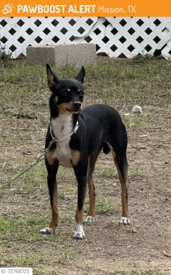 Found/Stray Male Dog last seen Keralum and Mayberry Ave , Mission, TX 78572