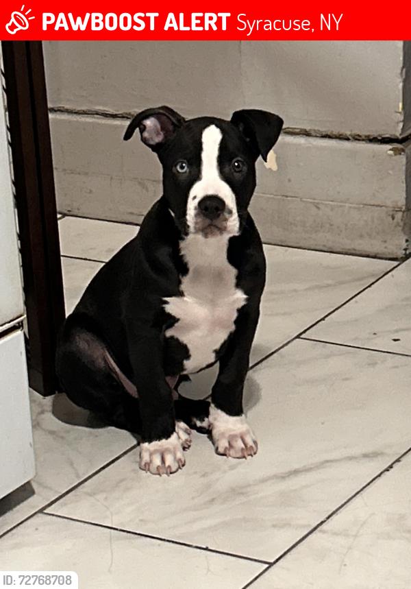 Lost Male Dog last seen Between midland and Corning to nedrow area, Syracuse, NY 13205