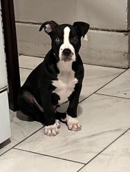 Lost Male Dog last seen Between midland and Corning to nedrow area, Syracuse, NY 13205
