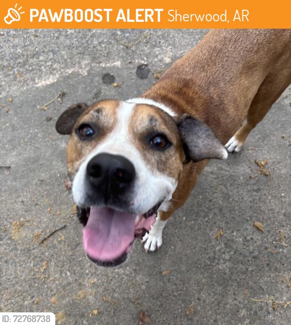 Found/Stray Female Dog last seen Koko Drive , Sherwood, AR 72120