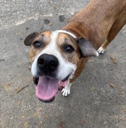 Found/Stray Female Dog last seen Koko Drive , Sherwood, AR 72120