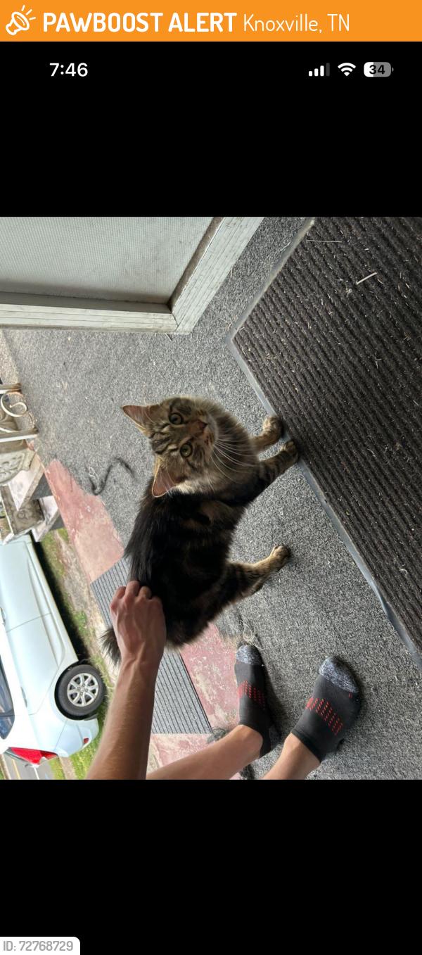 Found/Stray Male Cat last seen Keith ave / Beaumont Ave / alley , Knoxville, TN 37921