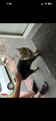 Found/Stray Male Cat last seen Keith ave / Beaumont Ave / alley , Knoxville, TN 37921