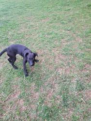 Found/Stray Female Dog last seen Basswood/hickory creek drive, Gastonia, NC 28052