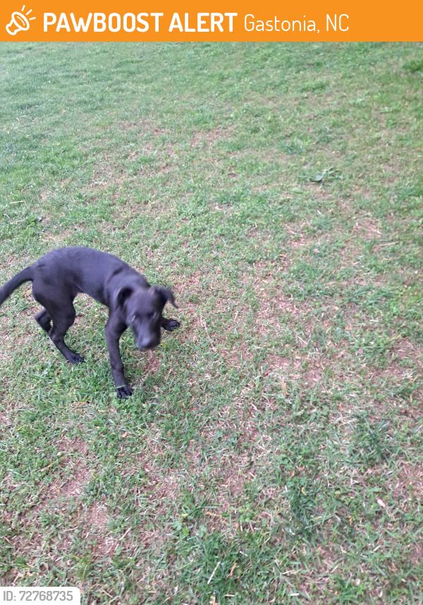 Found/Stray Female Dog last seen Basswood/hickory creek drive, Gastonia, NC 28052