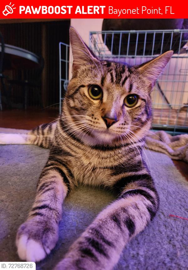 Lost Male Cat last seen Castleberry Court , Bayonet Point, FL 34667