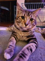 Lost Male Cat last seen Castleberry Court , Bayonet Point, FL 34667