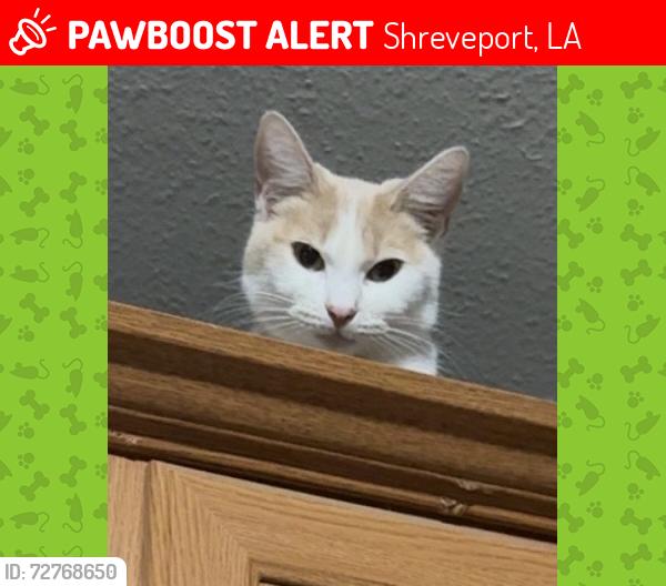 Lost Female Cat last seen Tacoma Blvd/ Edson Blvd, Shreveport, LA 71107