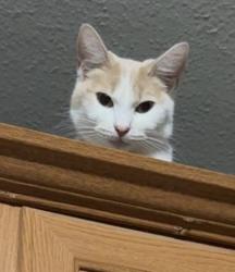 Lost Female Cat last seen Tacoma Blvd/ Edson Blvd, Shreveport, LA 71107