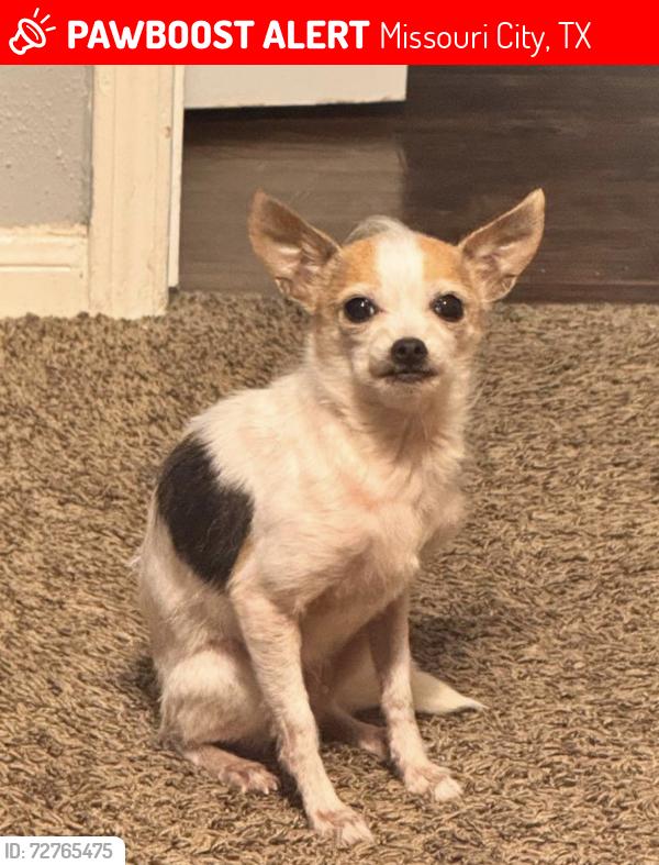 Lost Female Dog last seen Lexington st, Missouri City, TX 77459