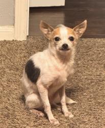 Lost Female Dog last seen Lexington st, Missouri City, TX 77459