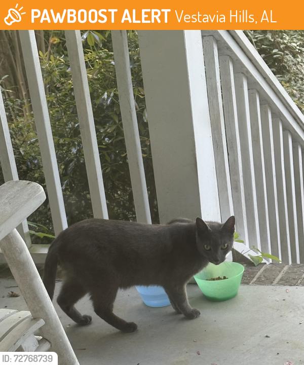Found/Stray Unknown Cat last seen Jacobs Road, Vestavia Hills, AL 35216