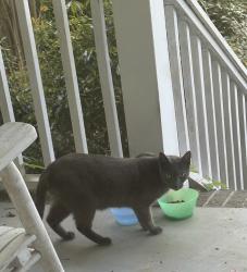 Found/Stray Unknown Cat last seen Jacobs Road, Vestavia Hills, AL 35216