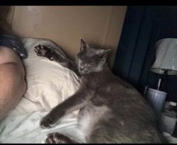 Lost Female Cat last seen Near Judy’s poodles on the other side of the road , Speedwell, TN 37870