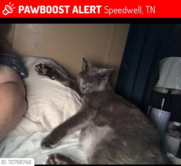 Lost Female Cat last seen Near Judy’s poodles on the other side of the road , Speedwell, TN 37870