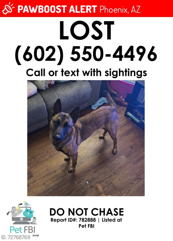 Lost Male Dog last seen 35th ave & cactus, Phoenix, AZ 85029