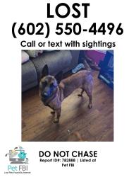 Lost Male Dog last seen 35th ave & cactus, Phoenix, AZ 85029