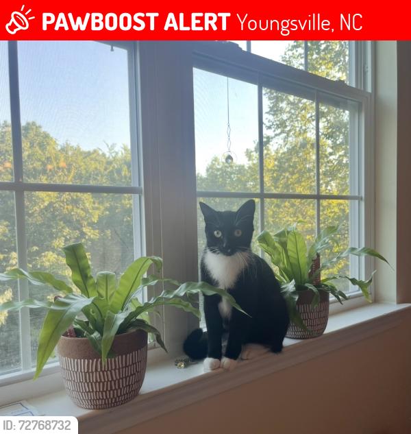 Lost Female Cat last seen Woodland Church Road, Pokomoke horse arena, Youngsville, NC 27596
