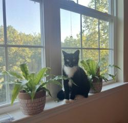 Lost Female Cat last seen Woodland Church Road, Pokomoke horse arena, Youngsville, NC 27596