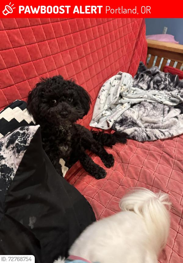 Lost Female Dog last seen 148th mill, Portland, OR 97233