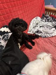 Lost Female Dog last seen 148th mill, Portland, OR 97233