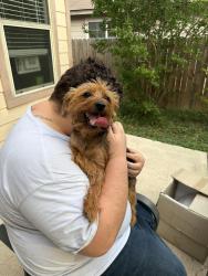Found/Stray Female Dog last seen Hunt Lane and Potranco , San Antonio, TX 78245