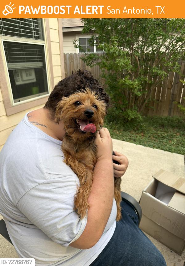 Found/Stray Female Dog last seen Hunt Lane and Potranco , San Antonio, TX 78245