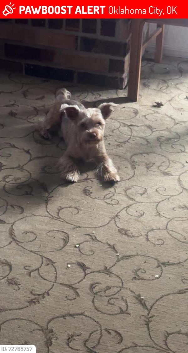 Lost Male Dog last seen 122nd and Meridian , Oklahoma City, OK 73162