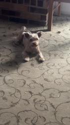 Lost Male Dog last seen 122nd and Meridian , Oklahoma City, OK 73162